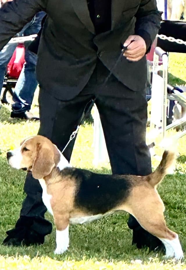 Beagle Puppies media 8