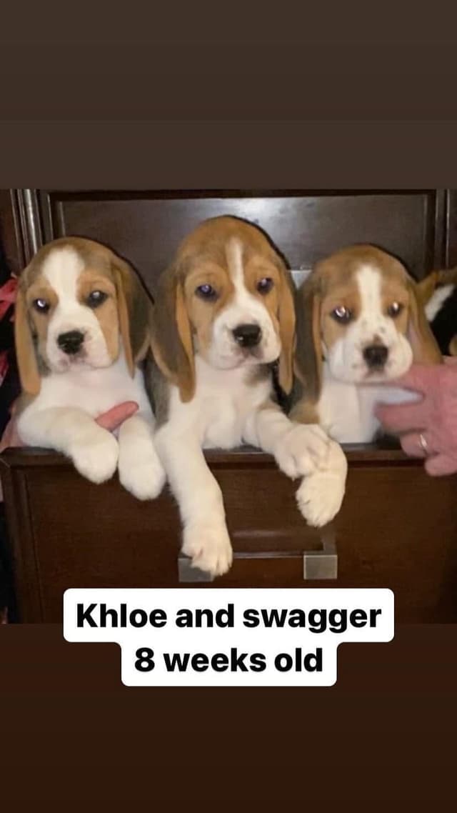 Beagle Puppies media 4