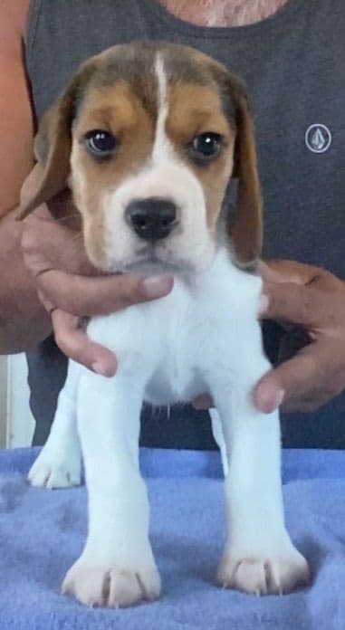 Beagle Puppies media 11