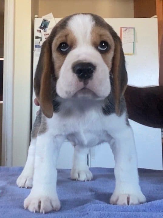 Beagle Puppies media 2