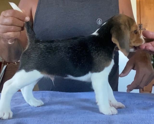 Beagle Puppies media 13