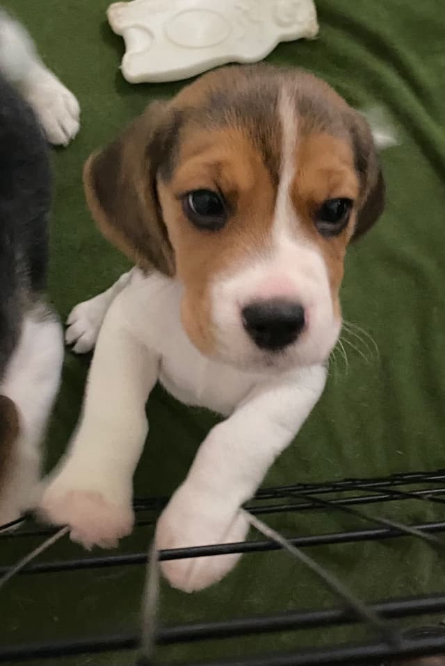 Beagle Puppies media 12