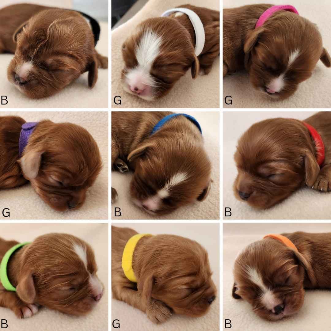 Cavalier King Charles Spaniel Puppies breeder image 1