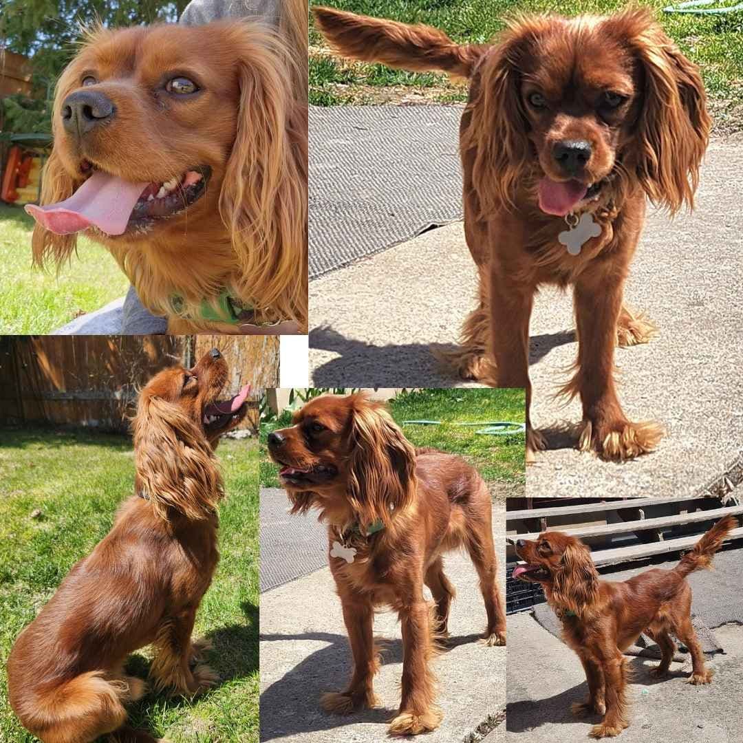 Cavalier King Charles Spaniel Puppies breeder image 2