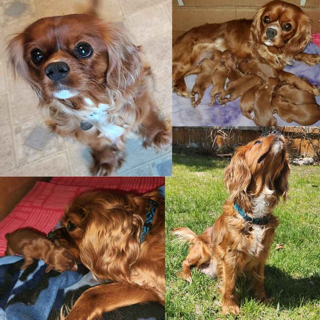 Cavalier King Charles Spaniel Puppies breeder image 3