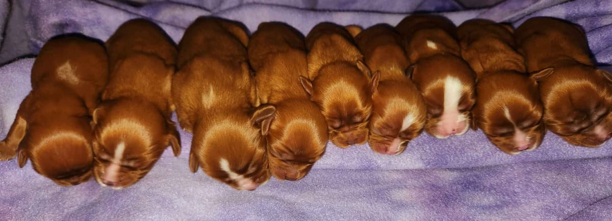 Cavalier King Charles Spaniel Puppies breeder image 4