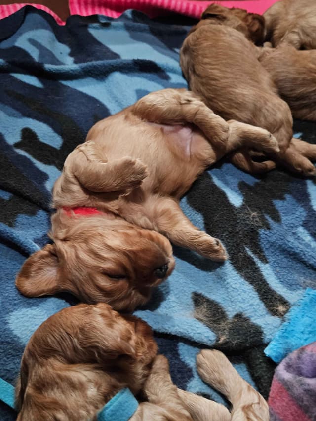 Cavalier King Charles Spaniel Puppies media 2