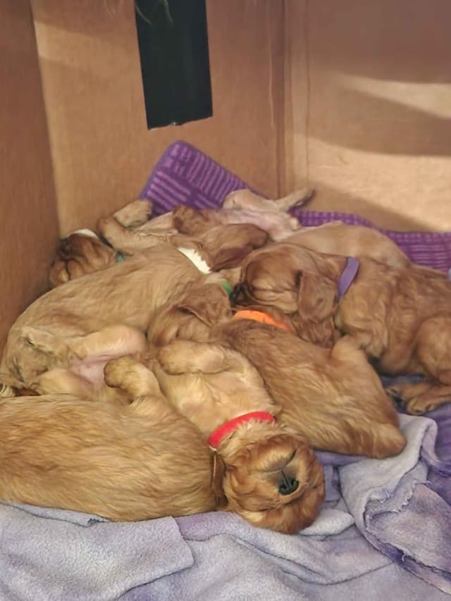Cavalier King Charles Spaniel Puppies media 3