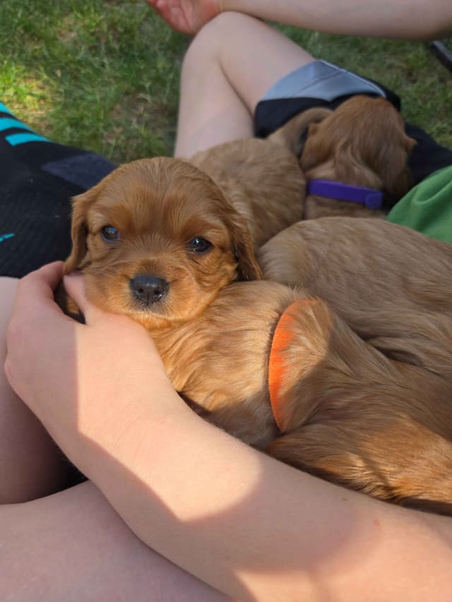 Cavalier King Charles Spaniel Puppies media 4