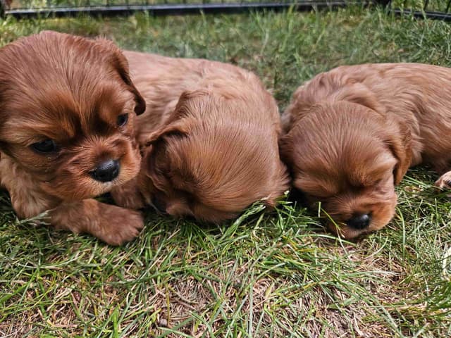 Cavalier King Charles Spaniel Puppies media 5