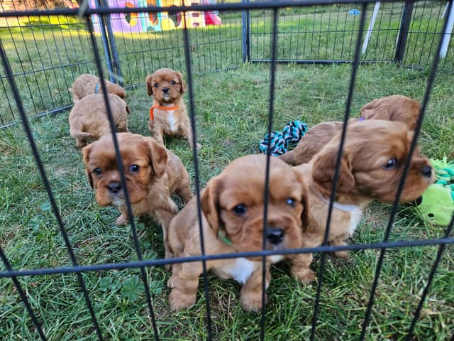 Cavalier King Charles Spaniel Puppies media 6