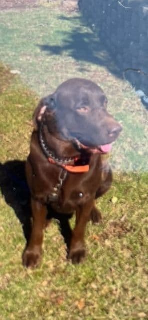 AKC Champion Bloodline Labrador Retriever Puppies breeder image 1