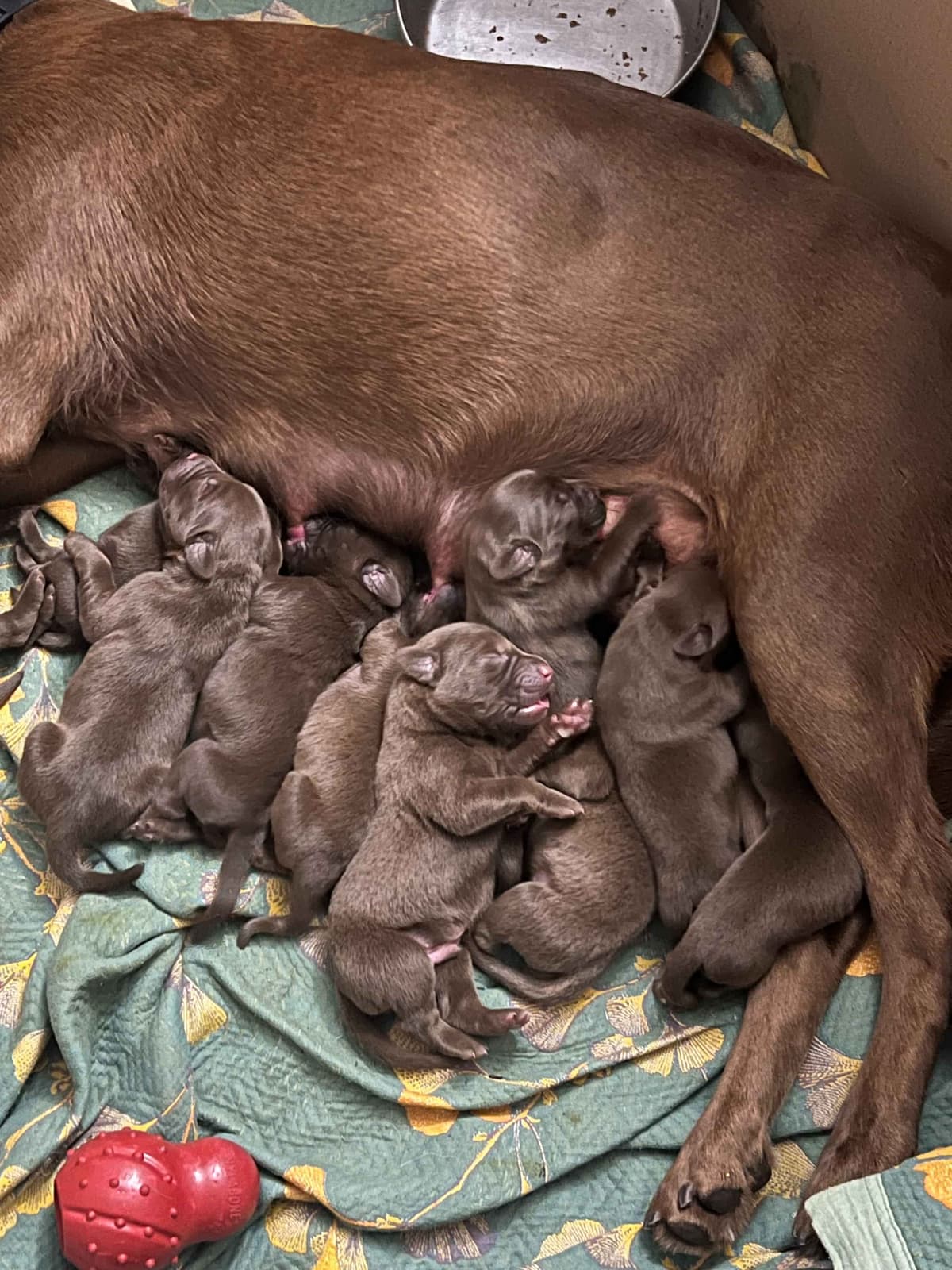 AKC Champion Bloodline Labrador Retriever Puppies breeder image 3