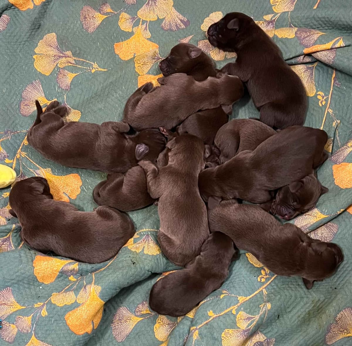 AKC Champion Bloodline Labrador Retriever Puppies breeder image 4