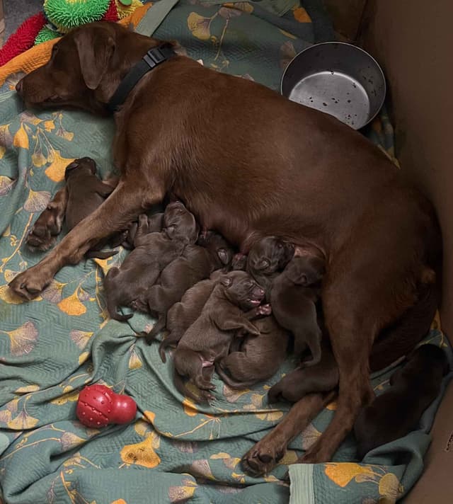 AKC Champion Bloodline Labrador Retriever Puppies media 6