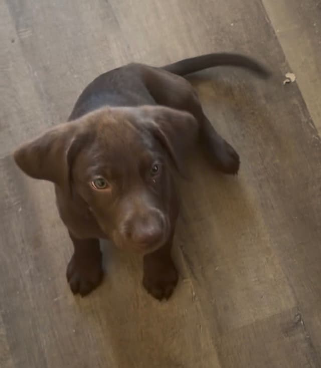 AKC Champion Bloodline Labrador Retriever Puppies media 5