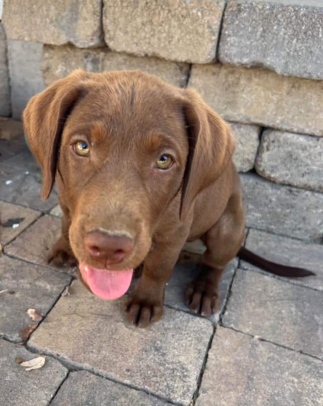 AKC Champion Bloodline Labrador Retriever Puppies media 2