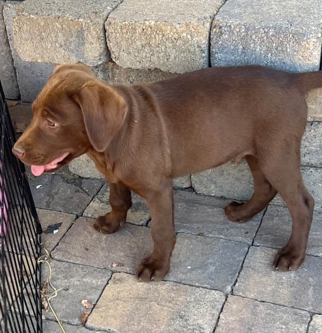 AKC Champion Bloodline Labrador Retriever Puppies media 3