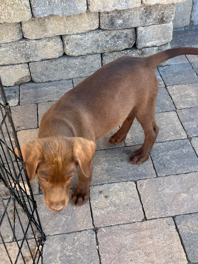 AKC Champion Bloodline Labrador Retriever Puppies media 4