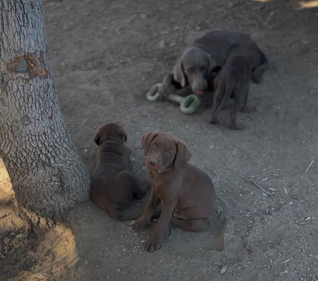 AKC Champion Bloodline Labrador Retriever Puppies media 8
