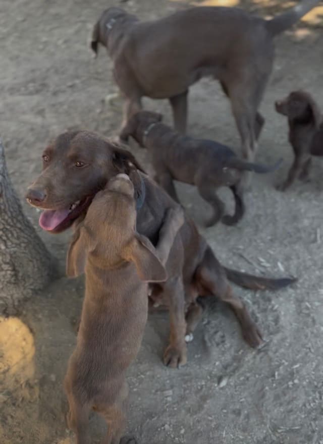 AKC Champion Bloodline Labrador Retriever Puppies media 10