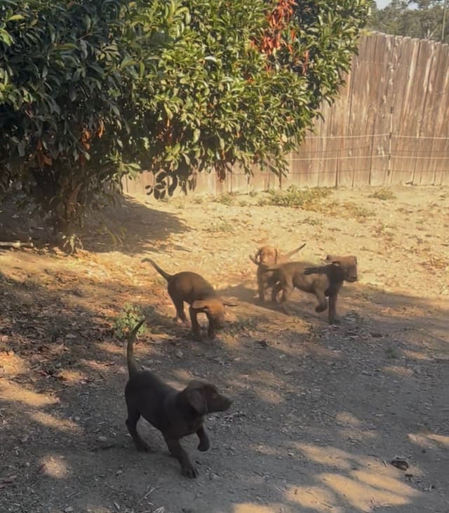 AKC Champion Bloodline Labrador Retriever Puppies media 9