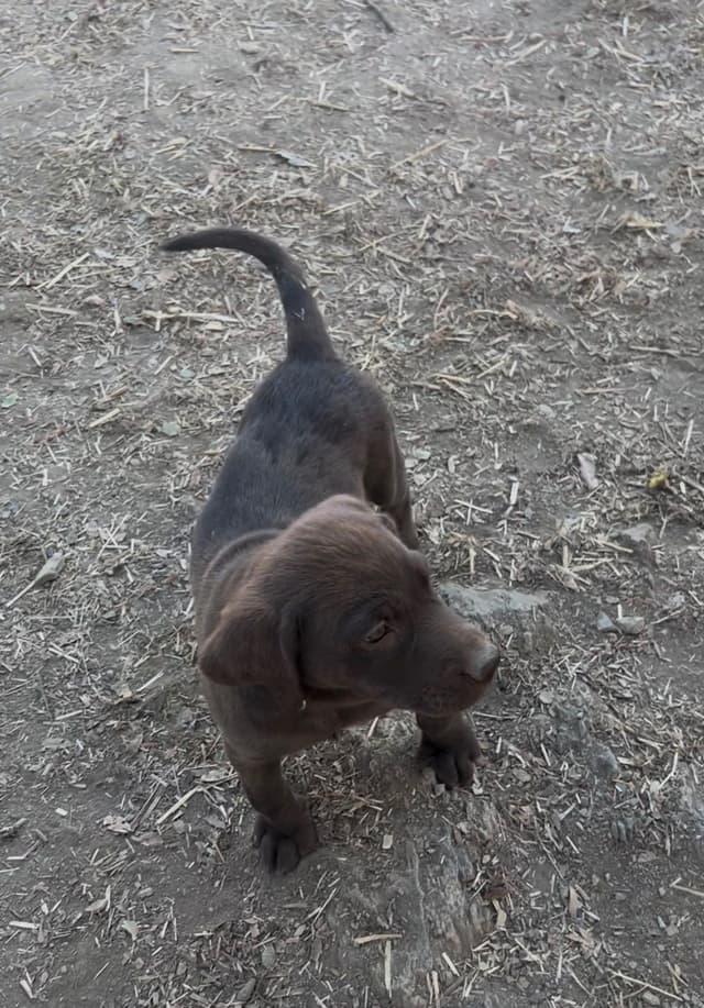 AKC Champion Bloodline Labrador Retriever Puppies media 7