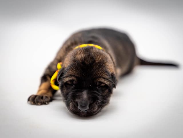 Working Line German Shepherd Dog Puppies media 2