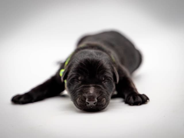 Working Line German Shepherd Dog Puppies media 5