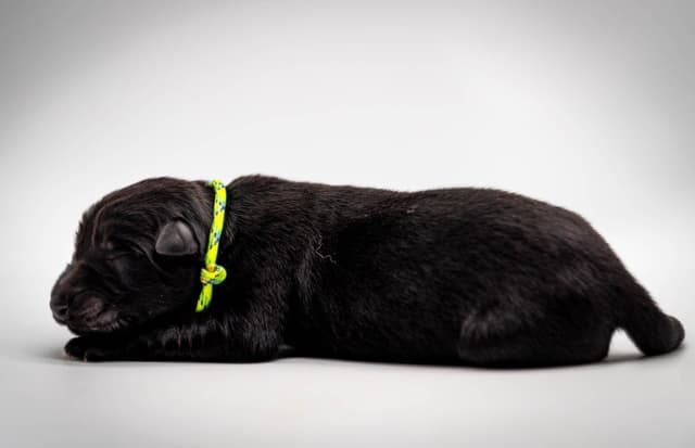 Working Line German Shepherd Dog Puppies media 6