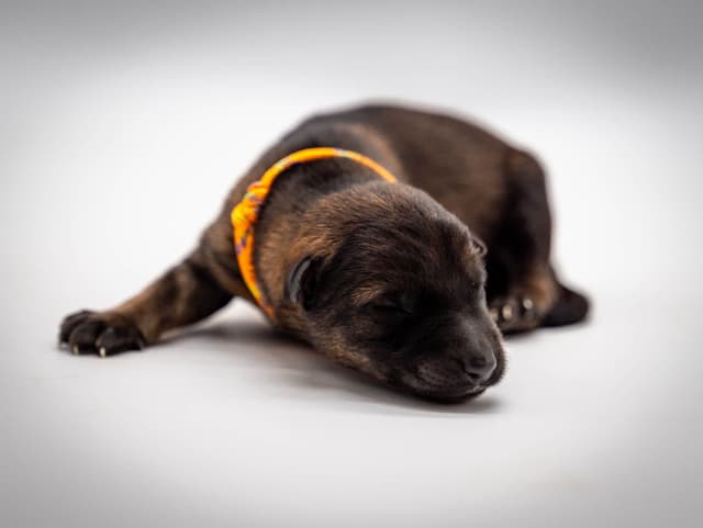 Working Line German Shepherd Dog Puppies media 7