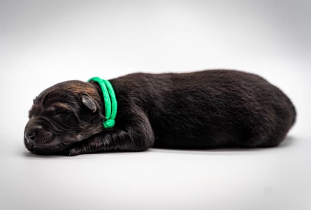 Working Line German Shepherd Dog Puppies media 10