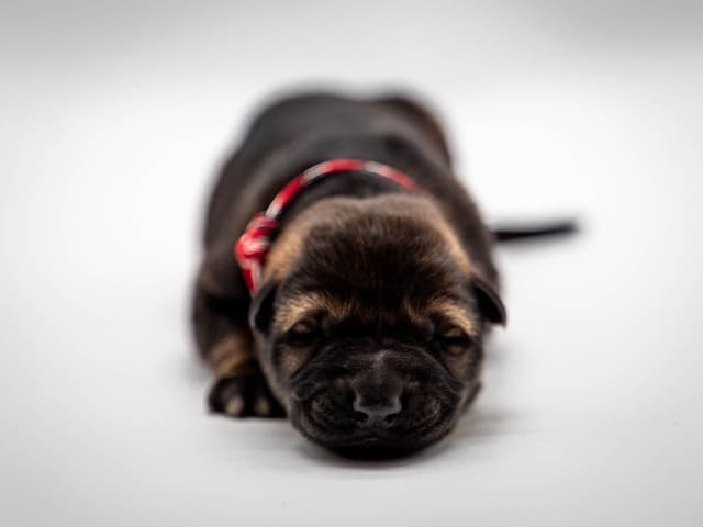 Working Line German Shepherd Dog Puppies media 12