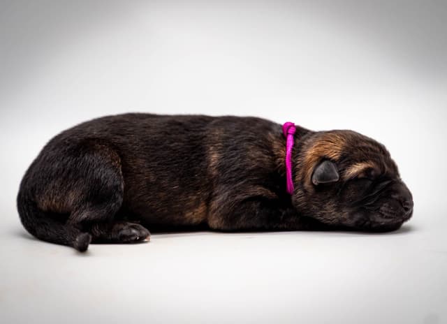 Working Line German Shepherd Dog Puppies media 14