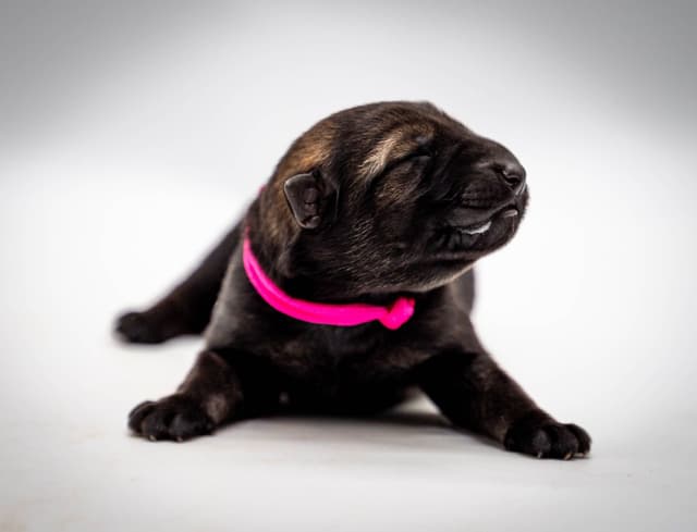 Working Line German Shepherd Dog Puppies media 13