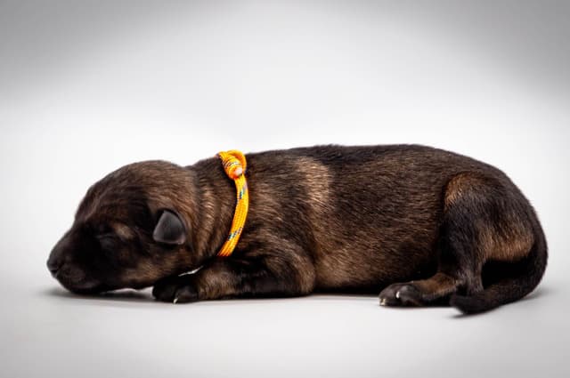 Working Line German Shepherd Dog Puppies media 15