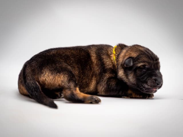 Working Line German Shepherd Dog Puppies media 18
