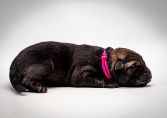 Working Line German Shepherd Dog Puppies media 17