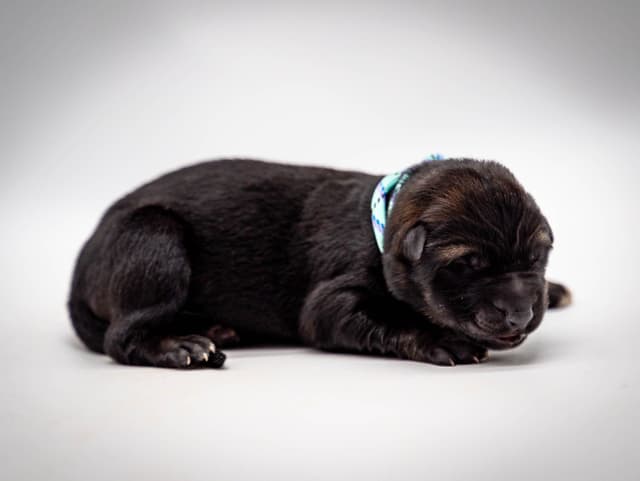 Working Line German Shepherd Dog Puppies media 19