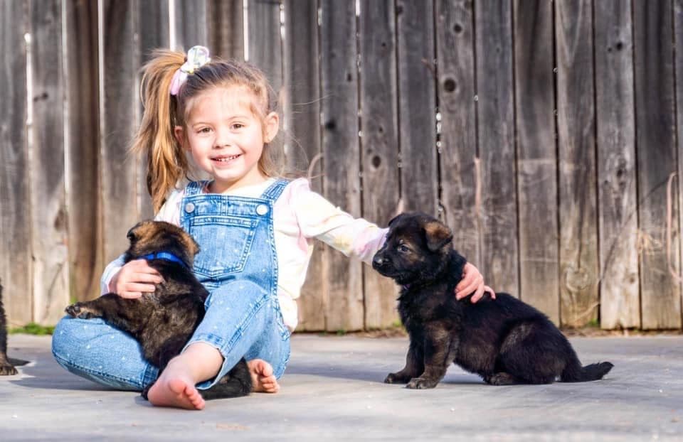 Working Line German Shepherd Dog Puppies breeder image 1