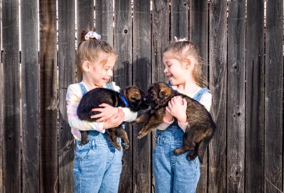 Working Line German Shepherd Dog Puppies breeder image 2
