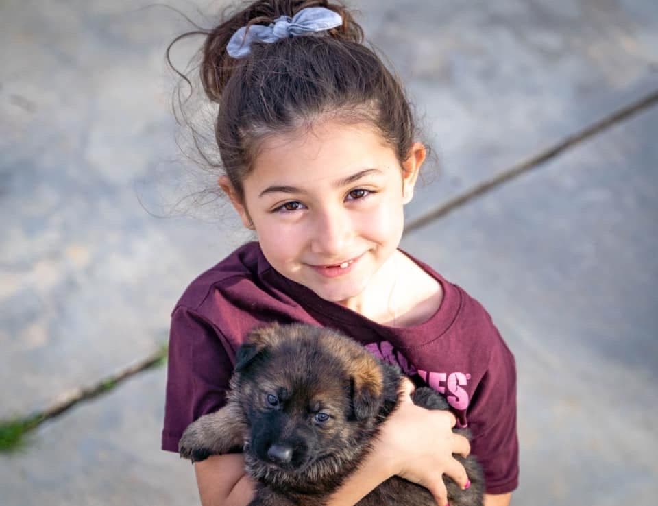 Working Line German Shepherd Dog Puppies breeder image 3