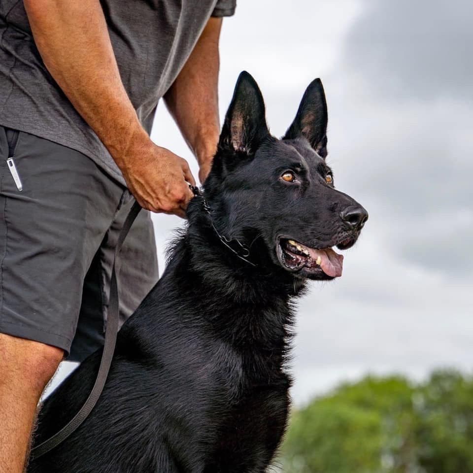 Working Line German Shepherd Dog Puppies breeder image 5