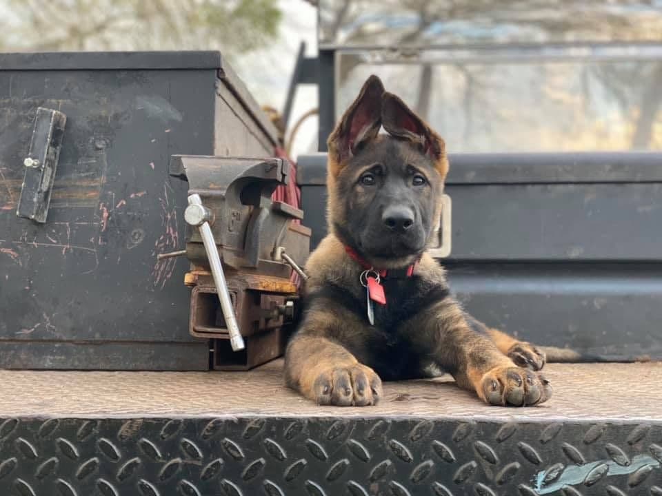 Working Line German Shepherd Dog Puppies breeder image 6