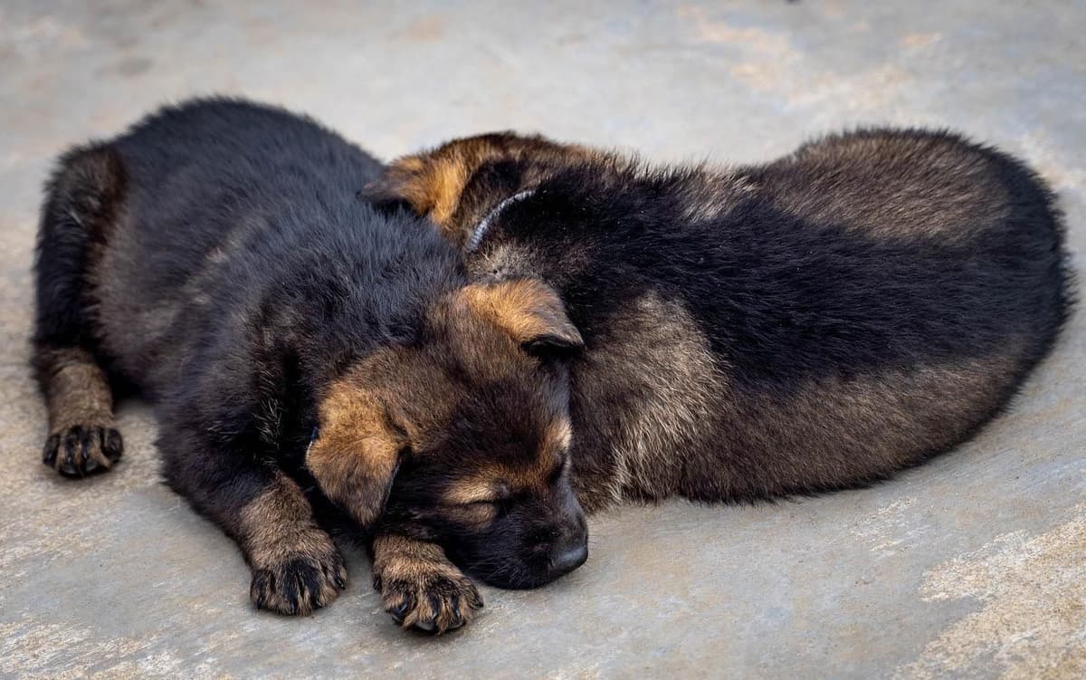 Working Line German Shepherd Dog Puppies breeder image 11