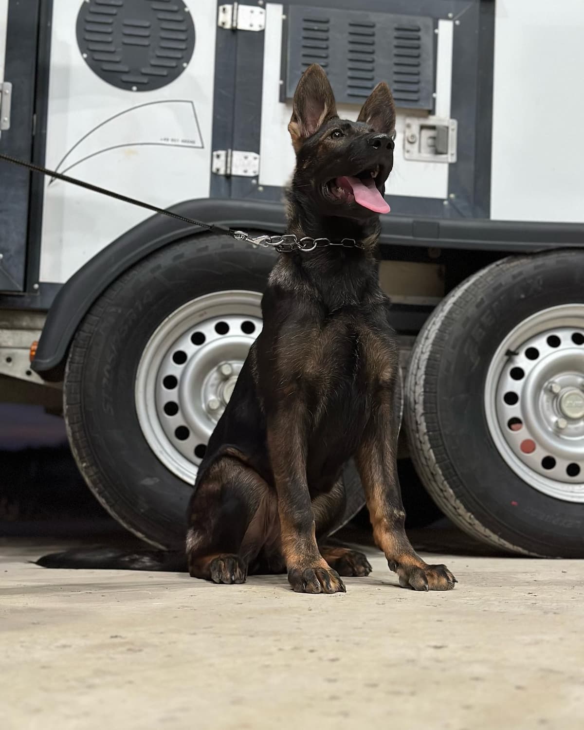 Working Line German Shepherd Dog Puppies breeder image 14