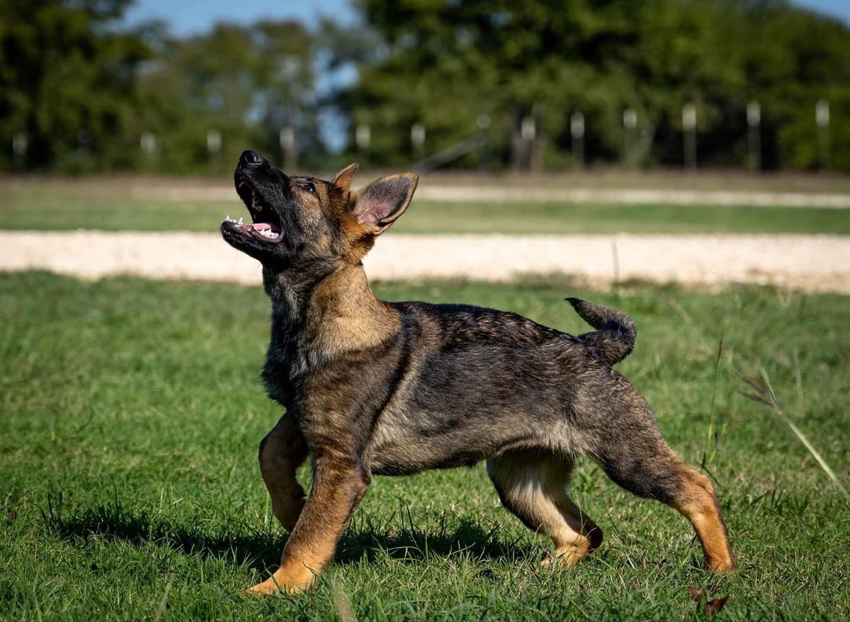Working Line German Shepherd Dog Puppies breeder image 15