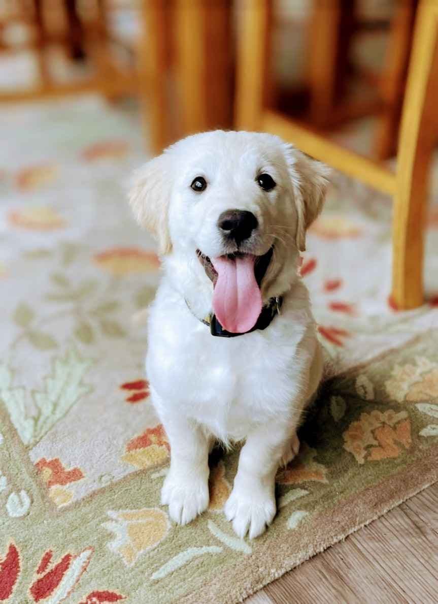 Golden Retriever Puppies breeder image 1