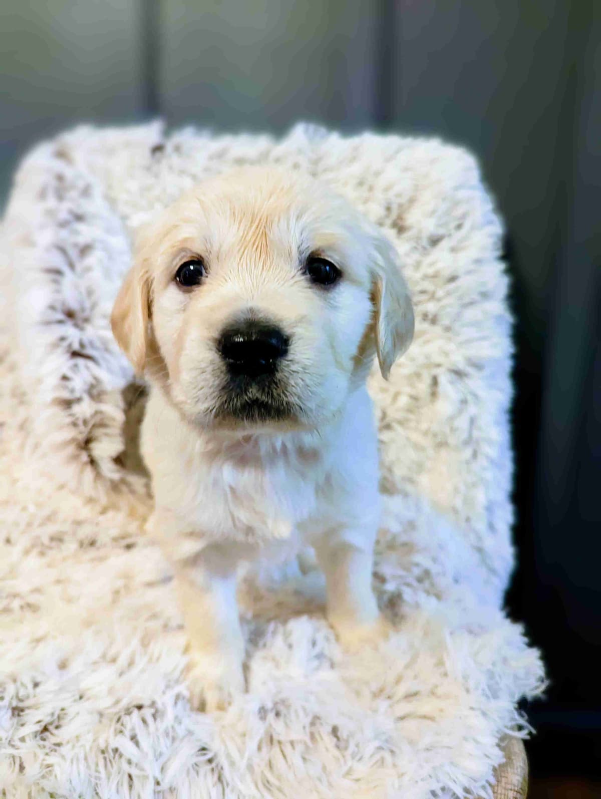 Golden Retriever Puppies breeder image 2