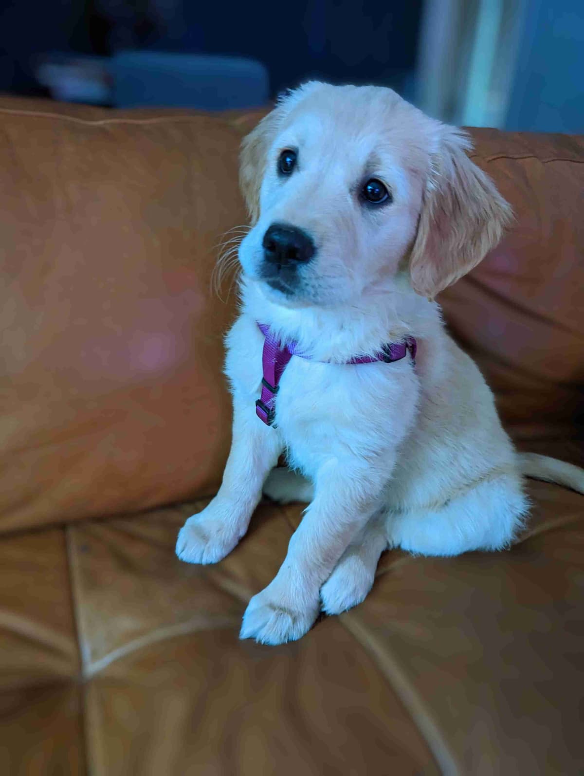 Golden Retriever Puppies breeder image 3